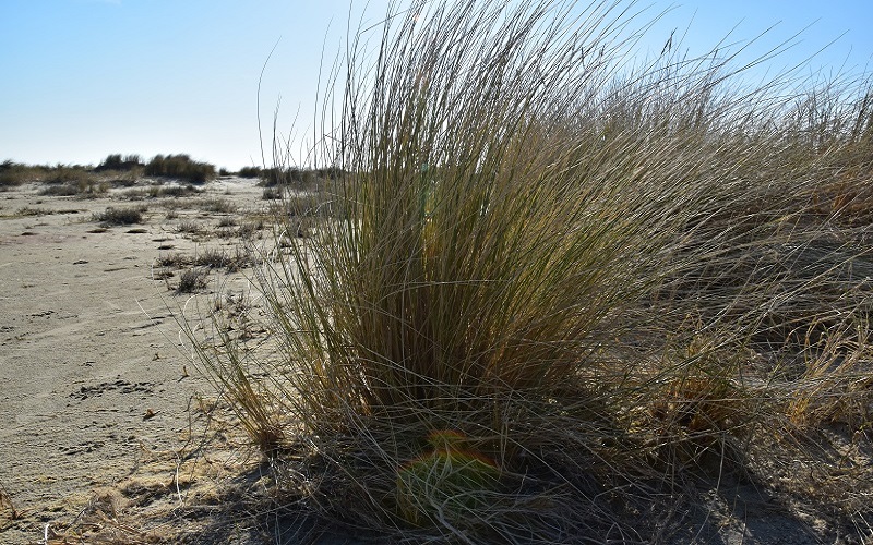Amrum