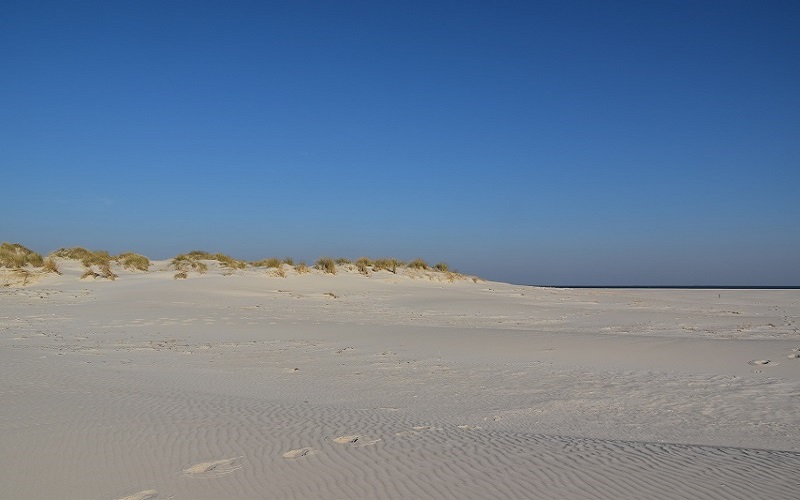 Amrum